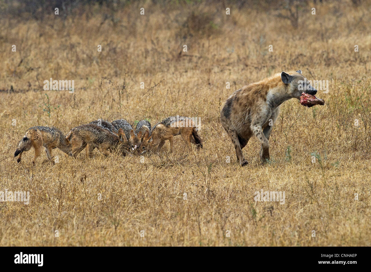 A Hyena competing with Black-backed Jackals Stock Photo