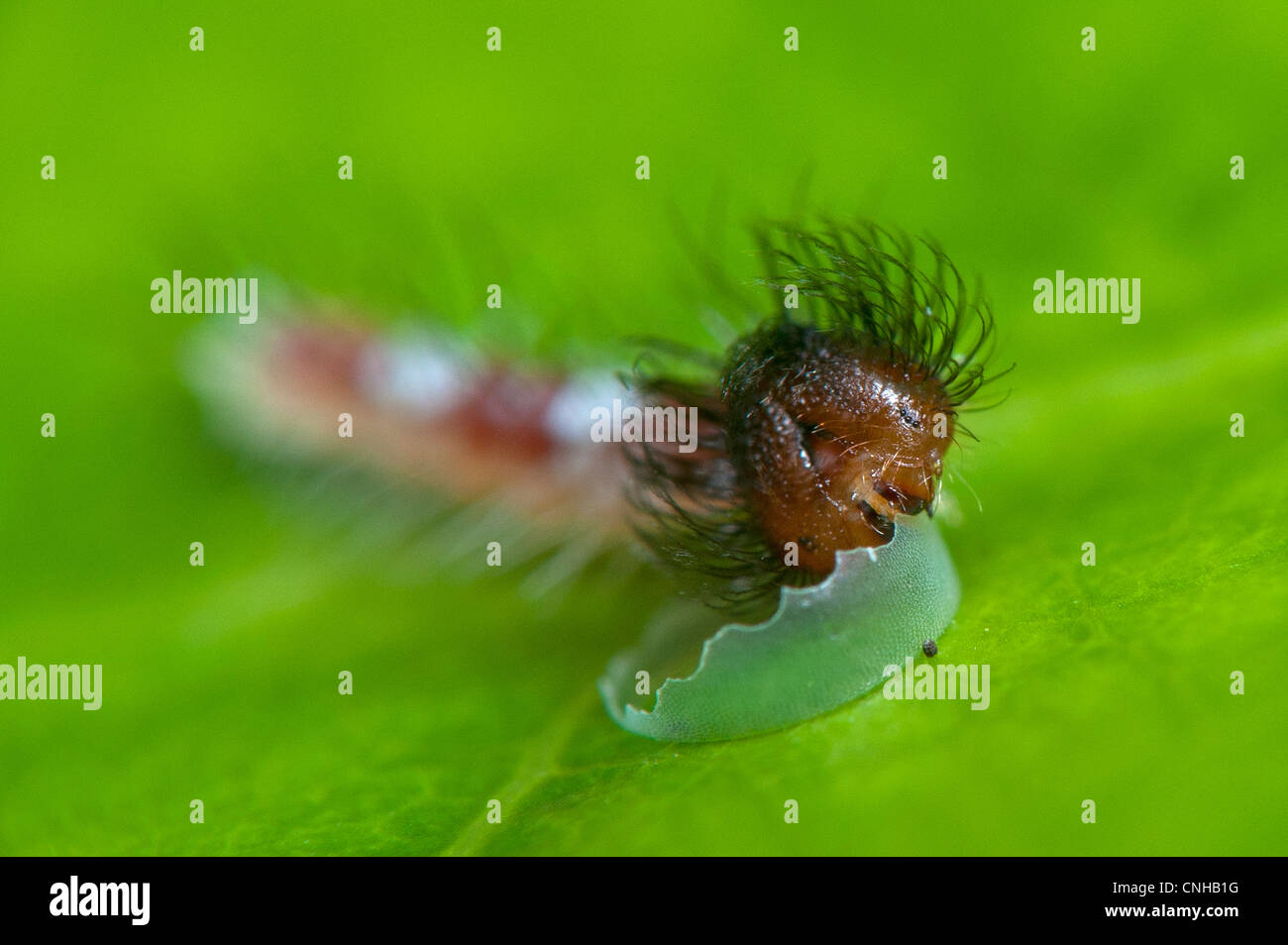 A newly hatched Blue Morpho larva eating its eggshell Stock Photo