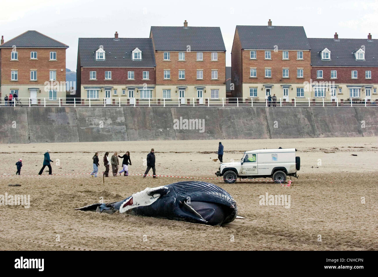 The dead body of a 20ft long young humpback whale washed up on the