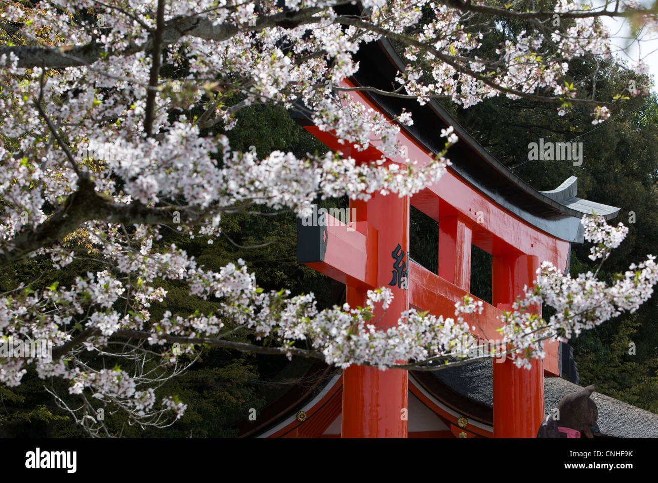 Cherry Blossom season at Fushimi InariTaisha shrine, in Inari, near