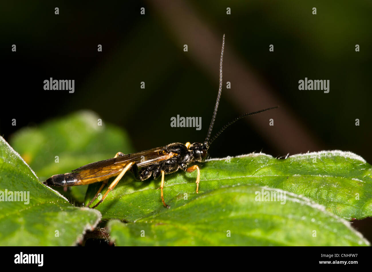 An adult male sirex woodwasp (Sirex noctilio) perched on a leaf in Brede High Woods, West Sussex. September. Stock Photo