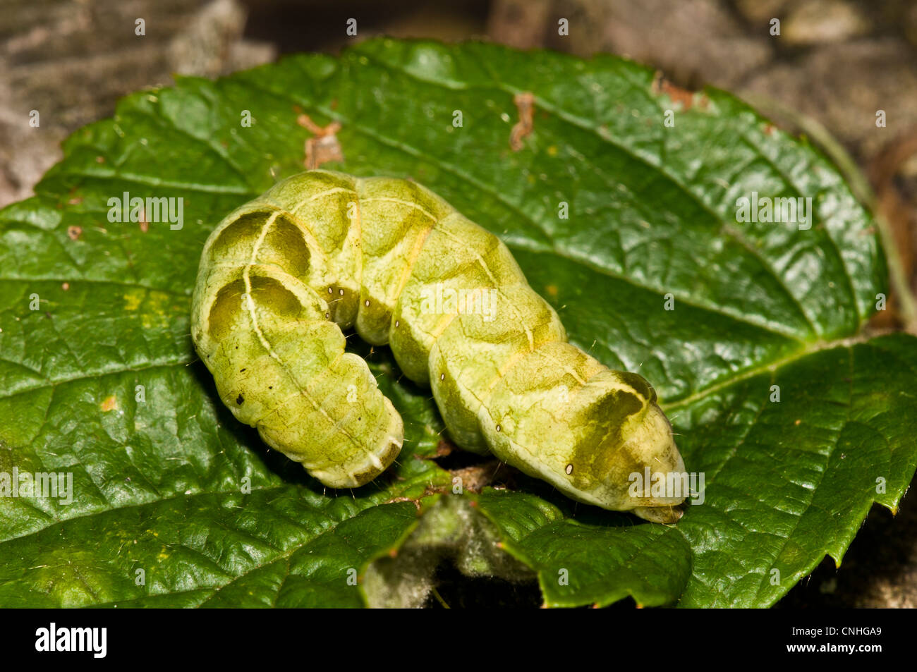 The caterpillar of a dot moth (Melanchra persicariae) curled on a leaf in Brede High Woods, West Sussex. September. Stock Photo