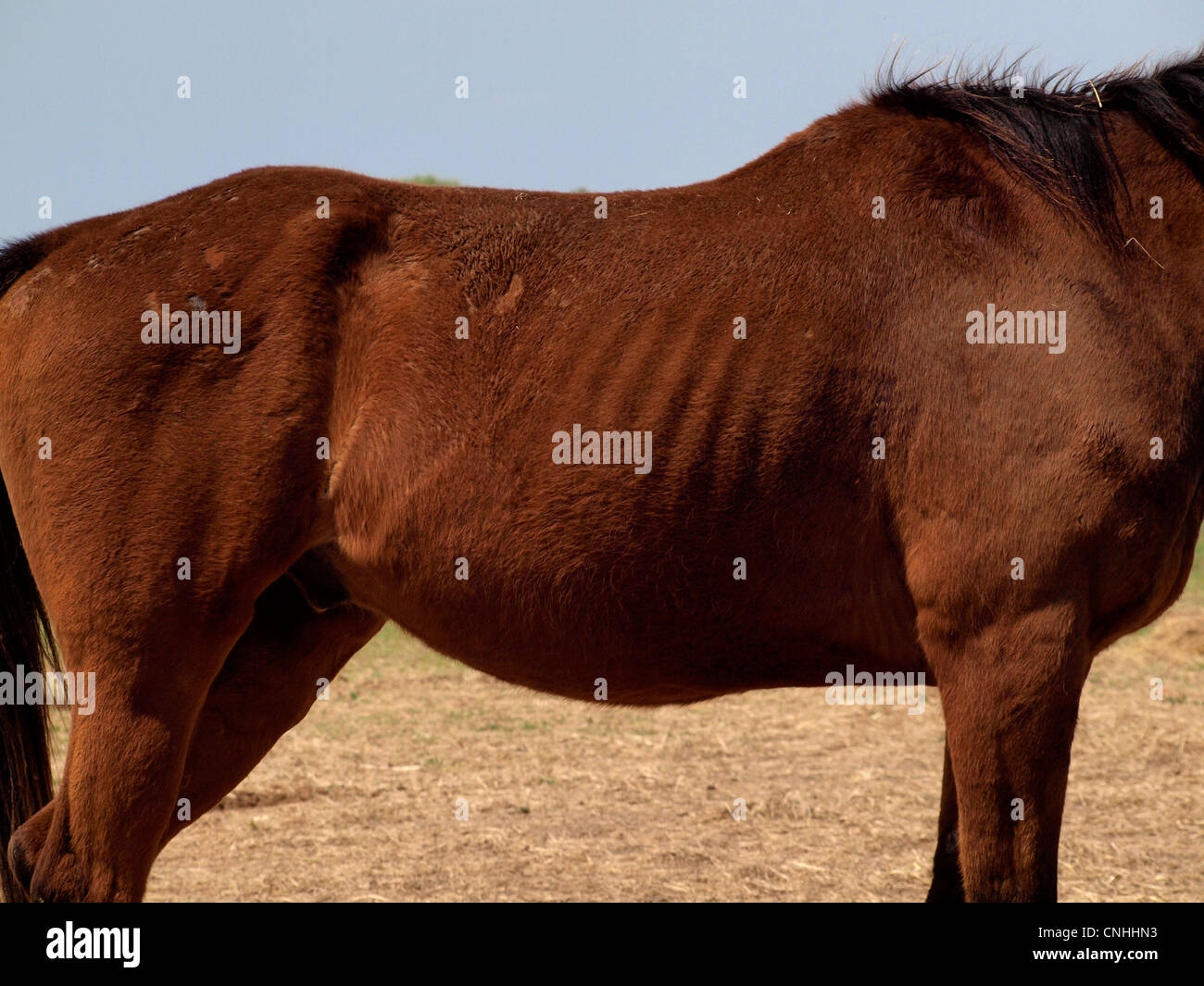 Animal abuse horse hires stock photography and images Alamy