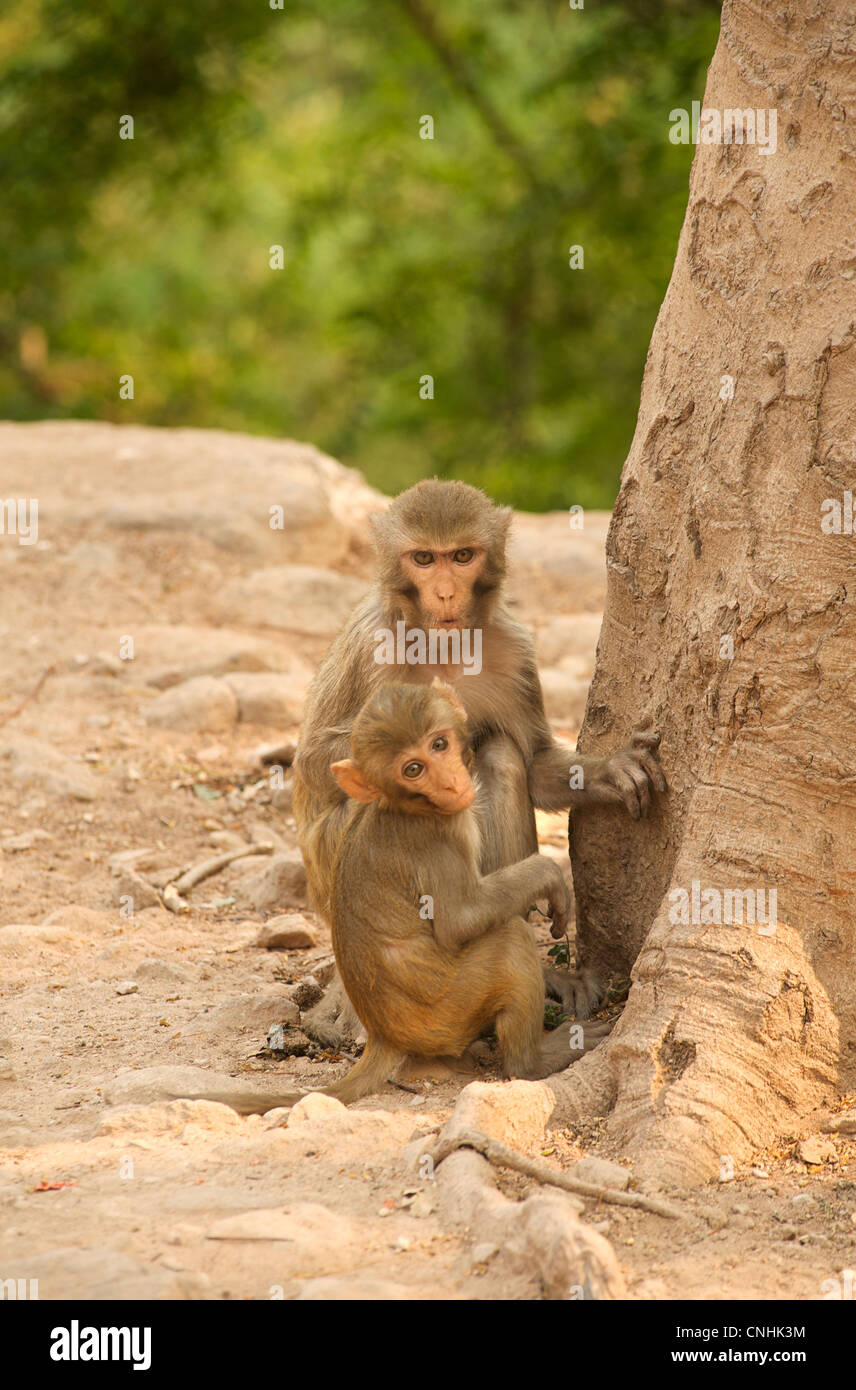 Hpo High Resolution Stock Photography And Images Alamy