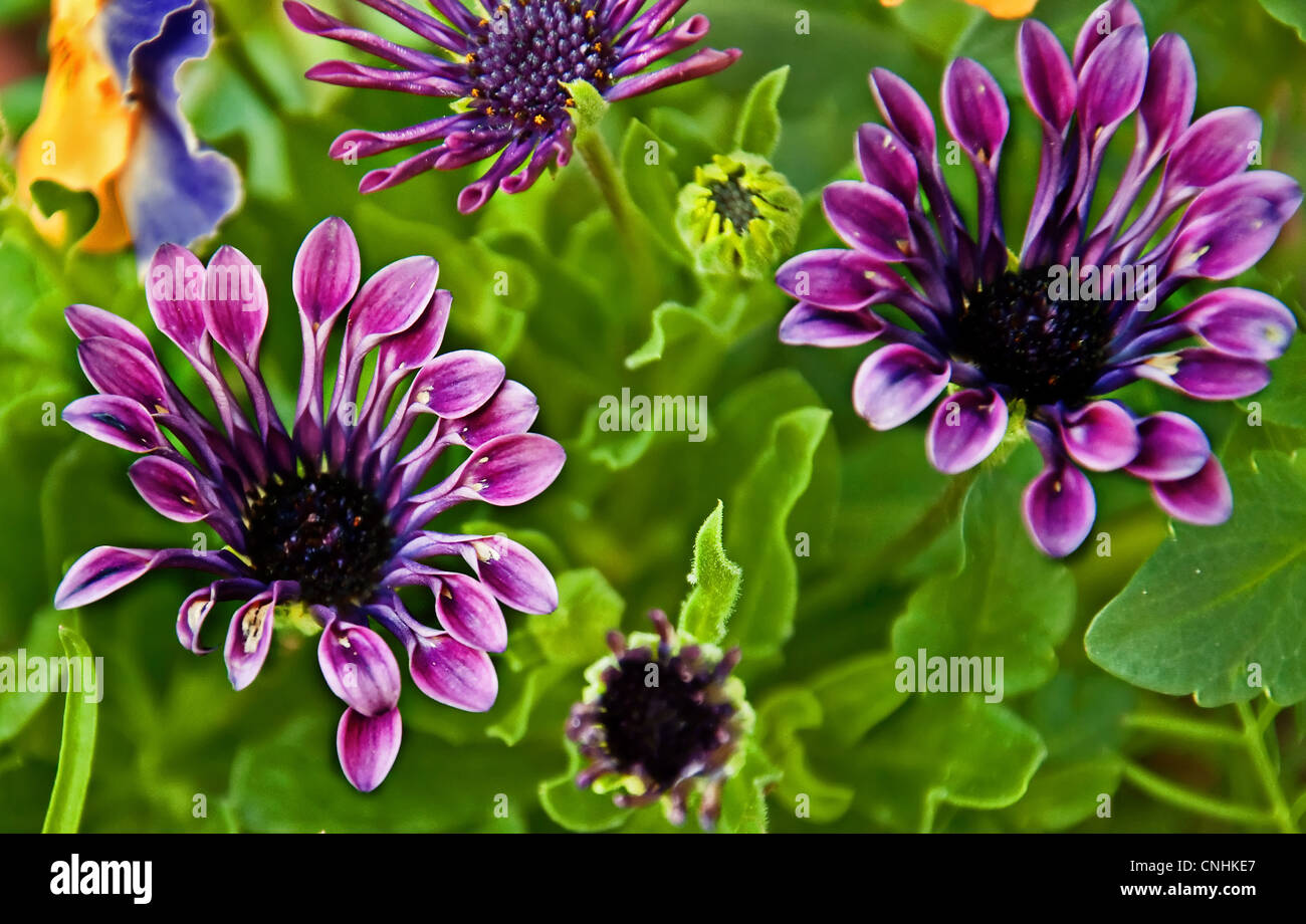 African Daisy flowers Osteospermum are truly unique garden plants with