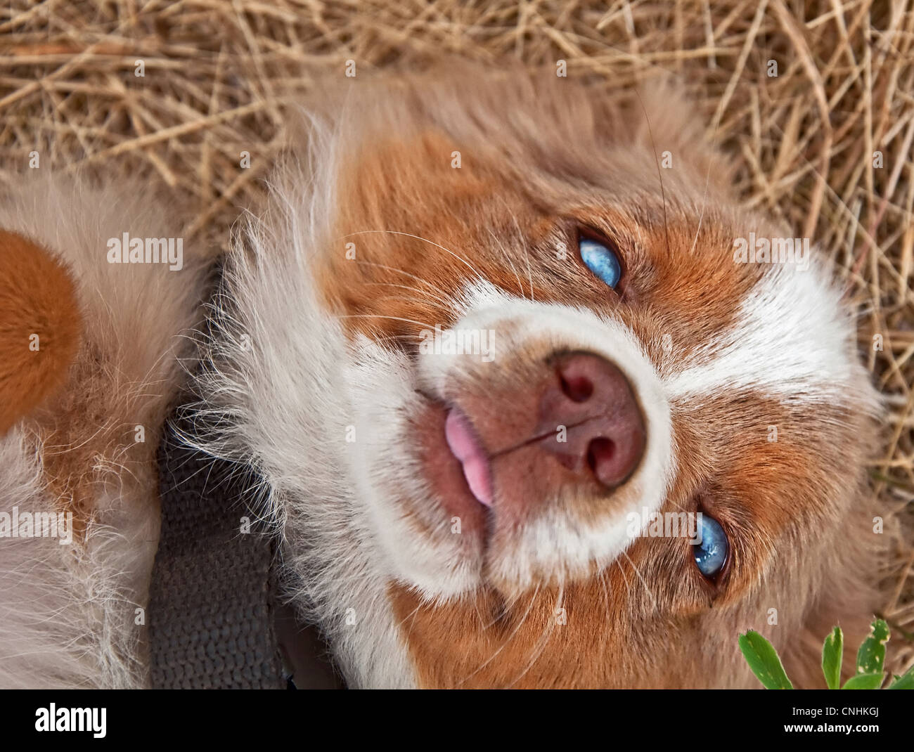 This cute blue eyed Australian Shepherd puppy is lying in it's back with his face looking into camera and tongue sticking out. Stock Photo