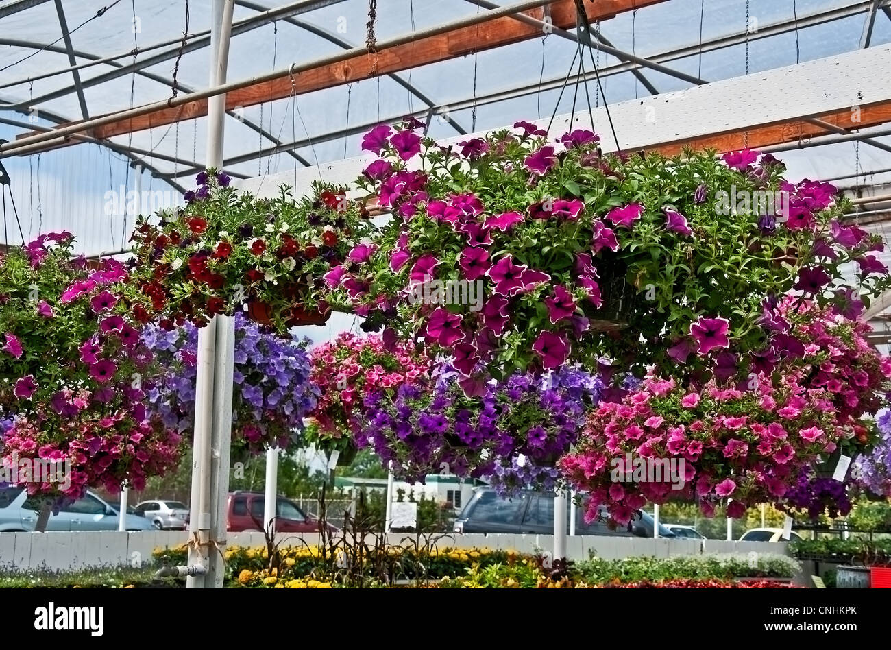 This greenhouse is filled with a row of hanging flower baskets, filled with mostly petunias and