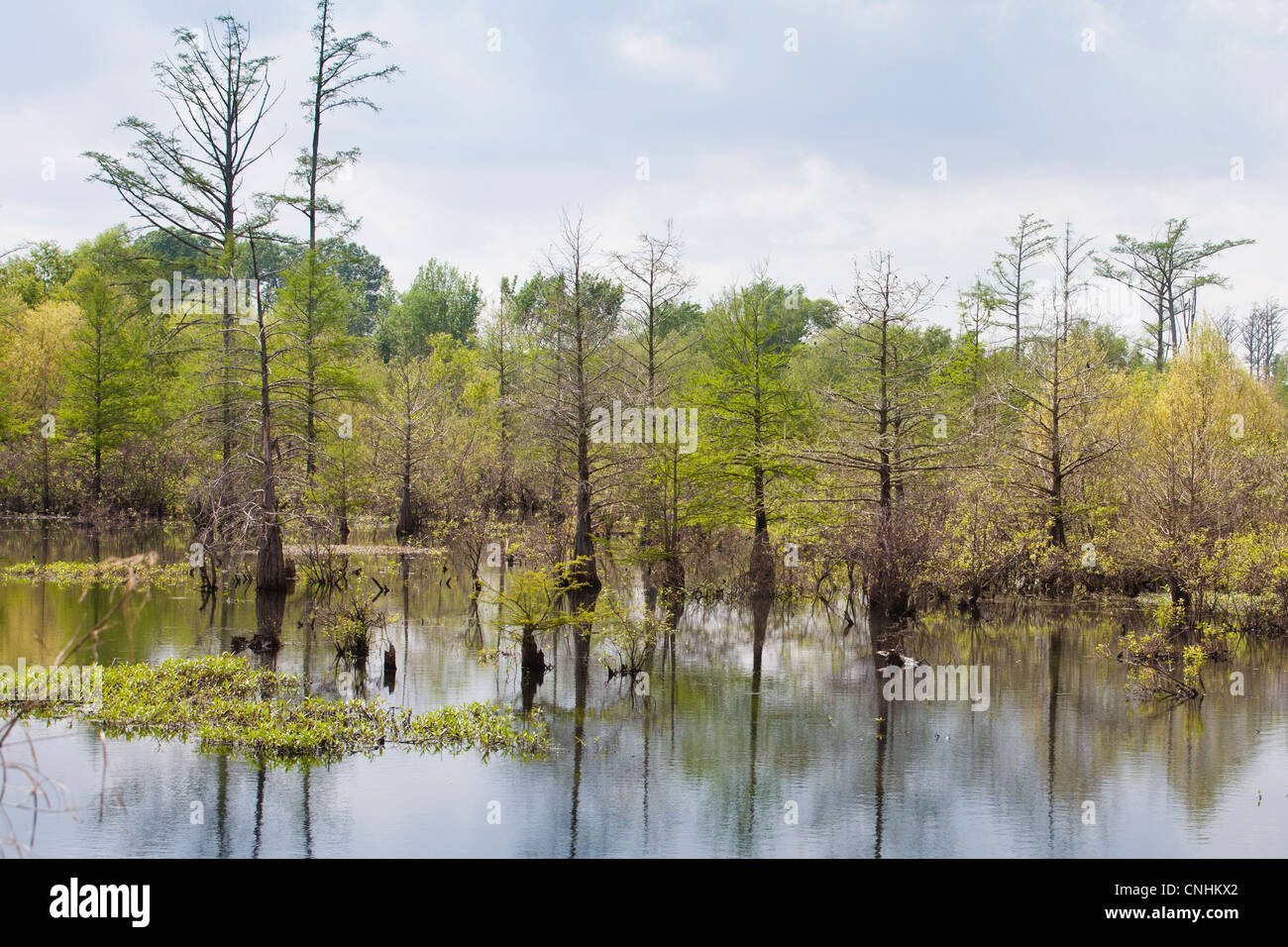 Trees growing in marsh Stock Photo Alamy