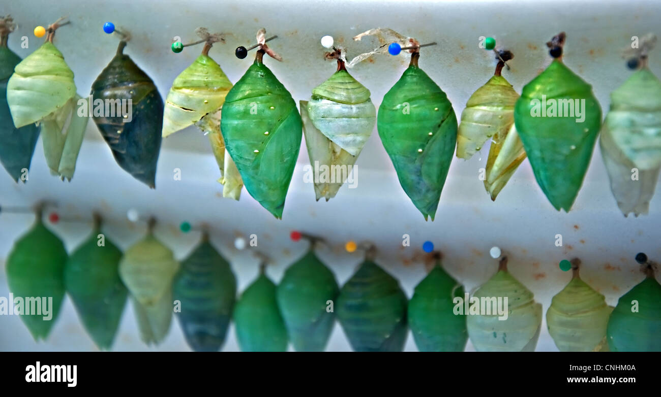 twos rows of various shades of green butterfly chrysalis or pupa stage of insect development. Stock Photo