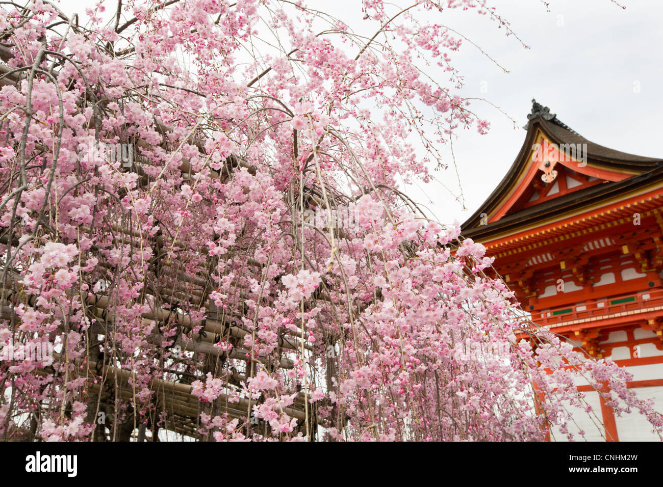Sakura flowers or Cherry blossoms in full bloom on a pink