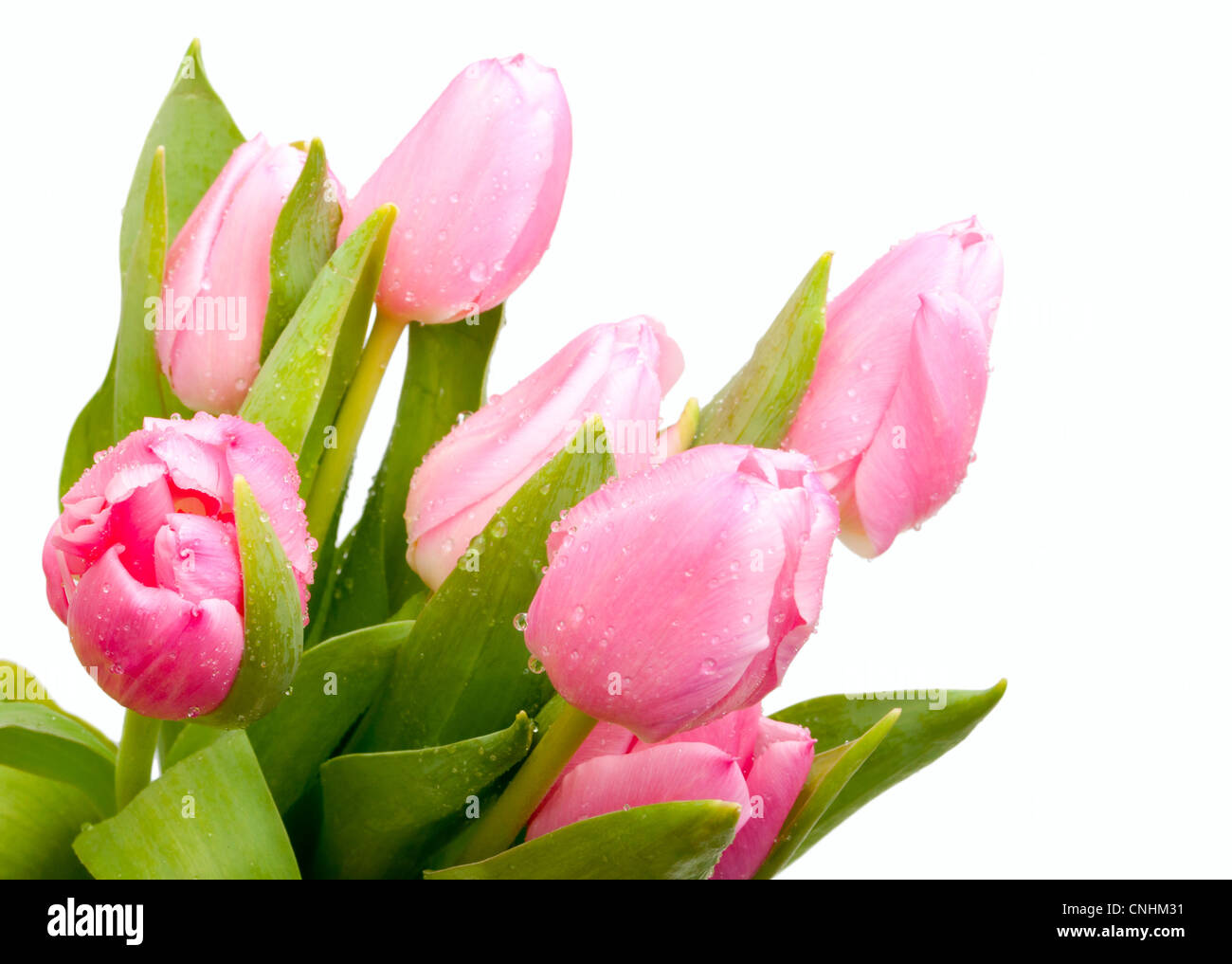 Pink Tulips Bouquet Isolated on White Background Stock Photo - Alamy