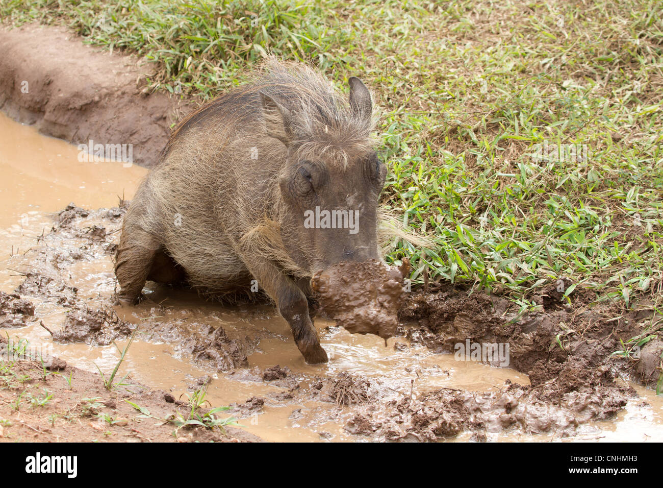 Wallowing in mud hi-res stock photography and images - Alamy