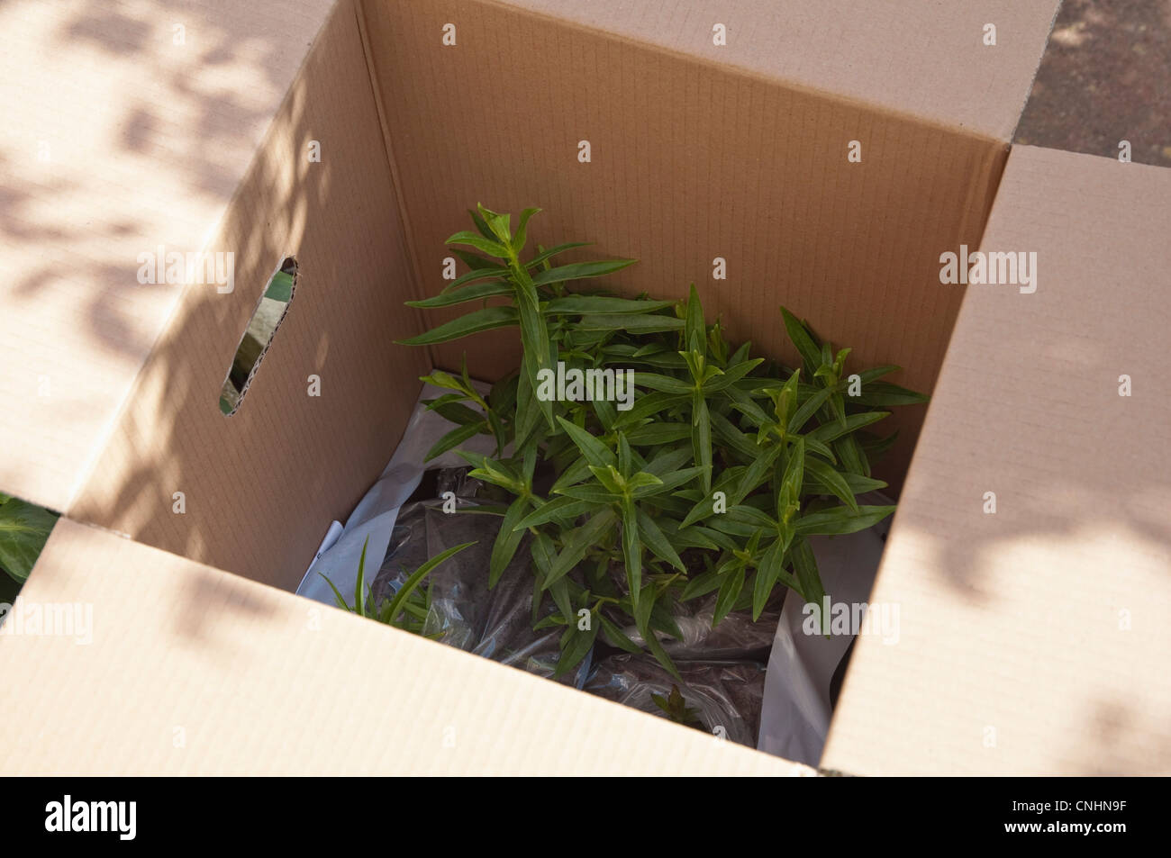 Herbaceous plants bought online and delivered safely by post in a box / package designed for the purpose. UK. Stock Photo