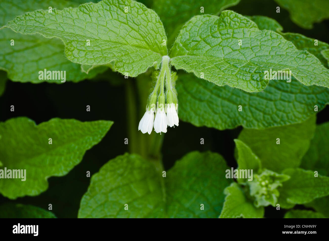 Comfrey (Symphytum officinale) leaves and flowers. The leaves, rich in potassium, are ideal to use as an organic fertiliser. UK. Stock Photo