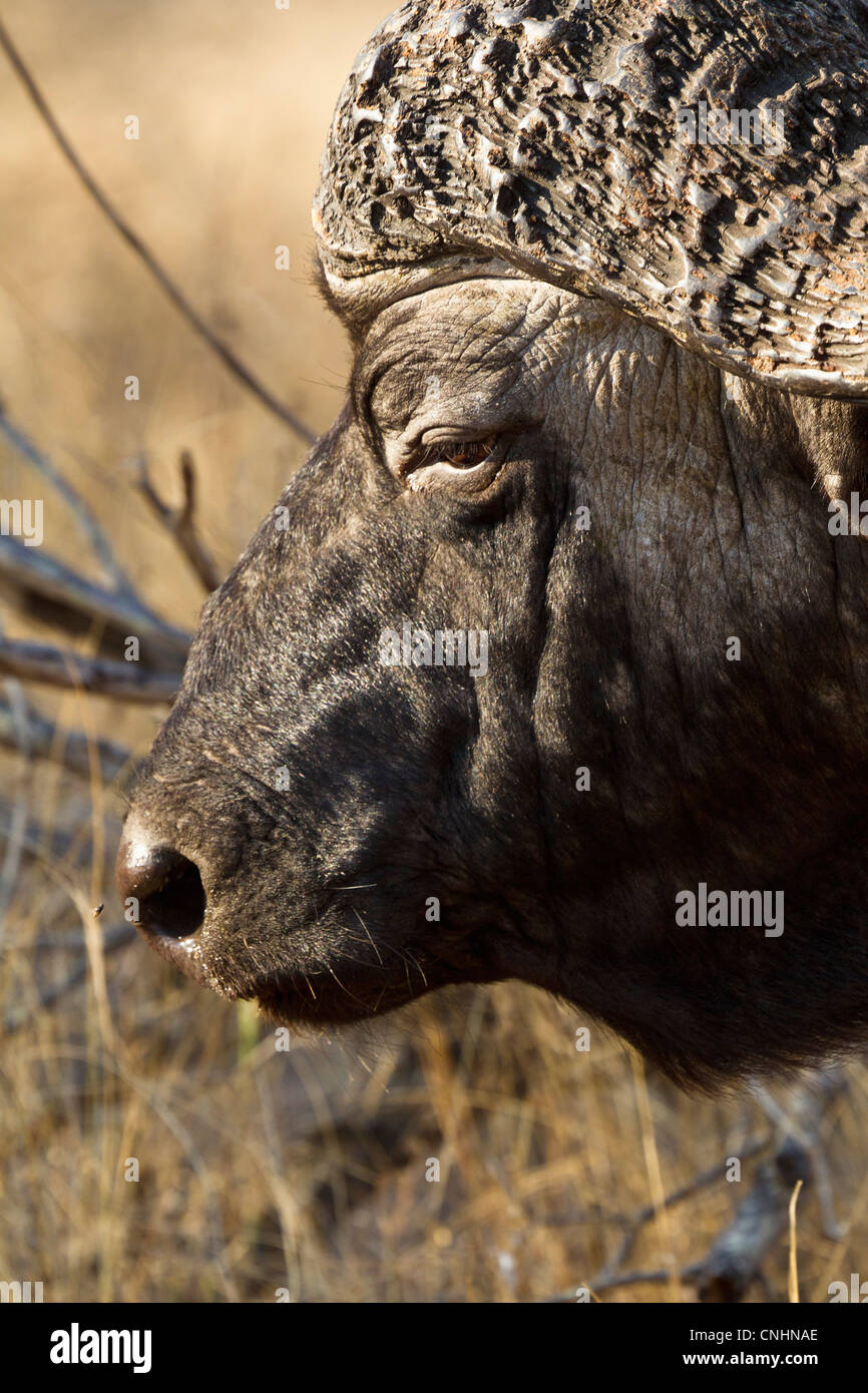 An African Buffalo, close-up headshot Stock Photo