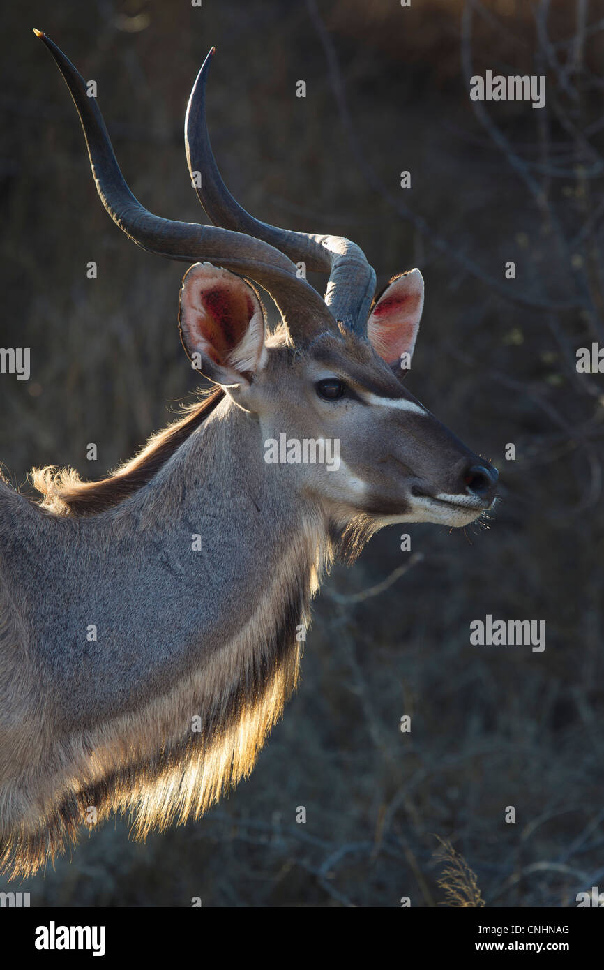 An antelope looking away, side view, head and shoulders Stock Photo