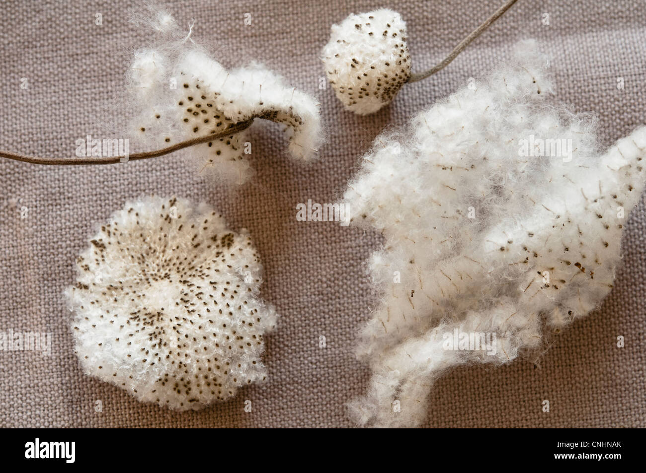 Fluffy seed heads of Japanese Anemone  ( Honorine Jobert )  - close up view. Stock Photo