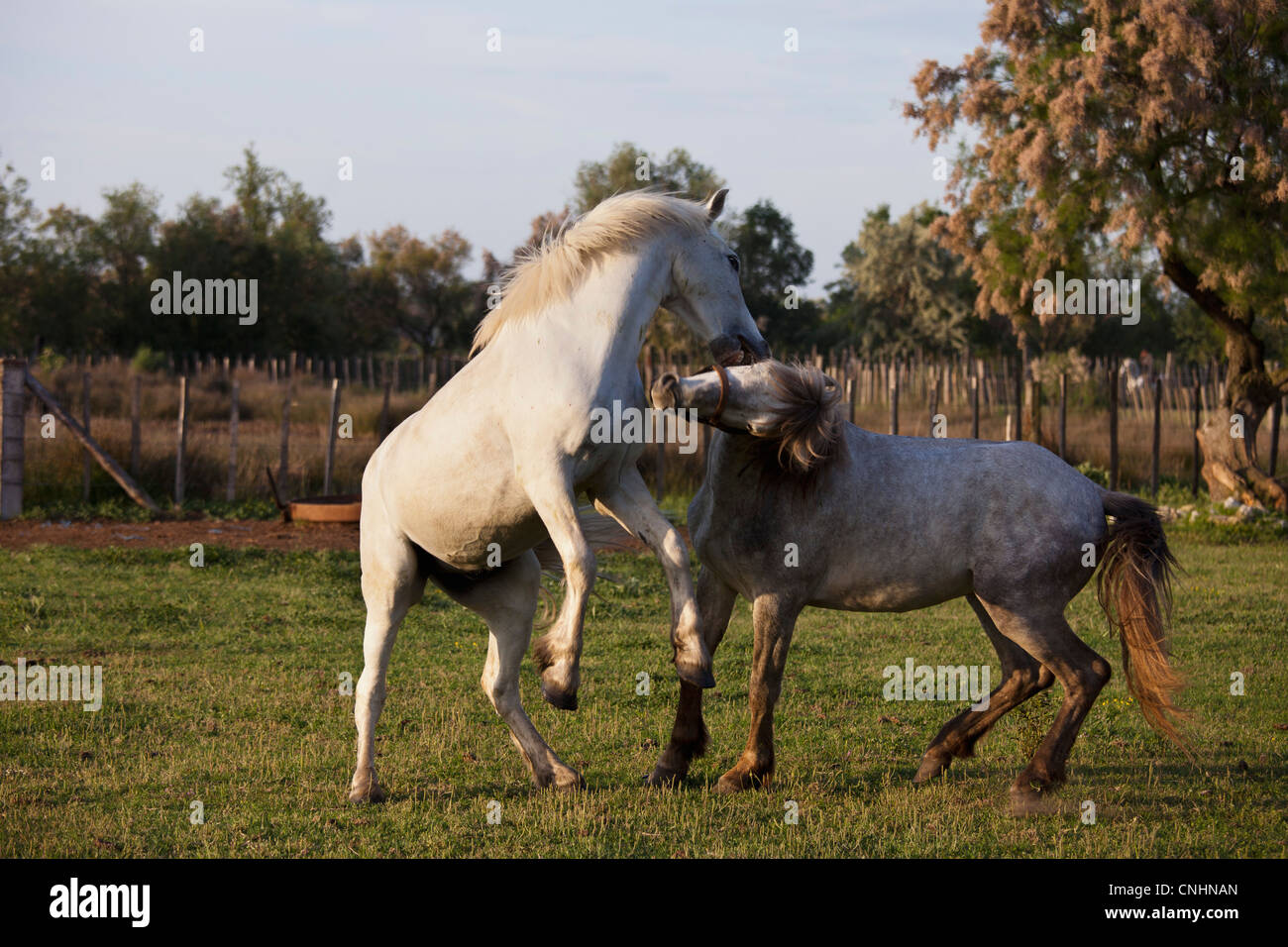 Two horses playing in a fenced Stock Photo