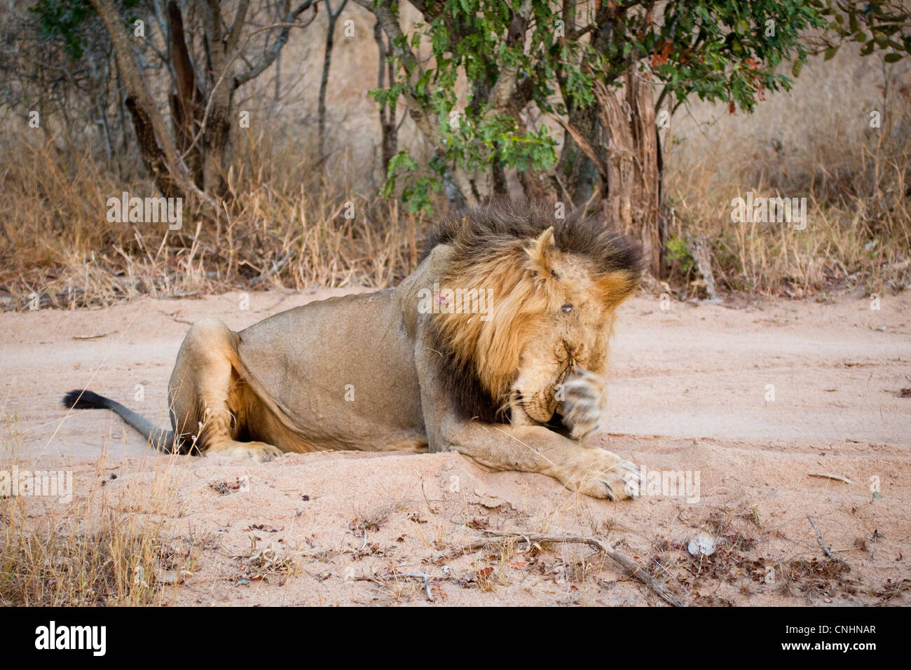 A male lion rubbing his face with his paw Stock Photo