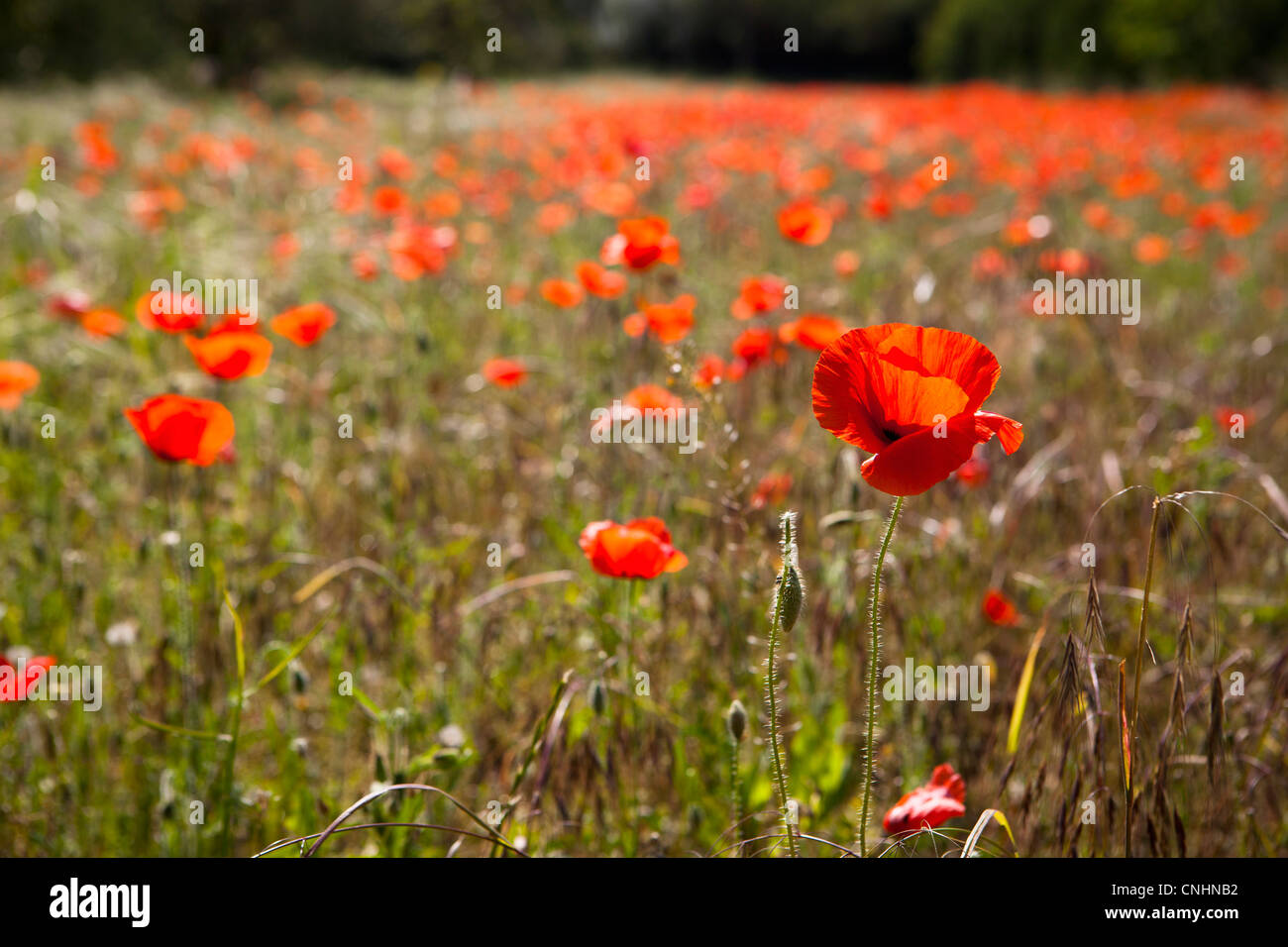 A field of poppy flowers Stock Photo