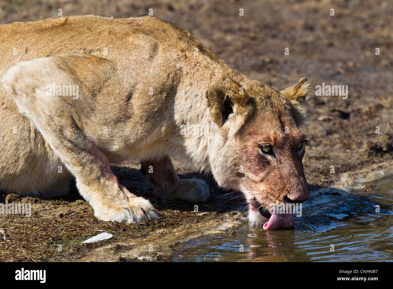 A female lion drinking water Stock Photo