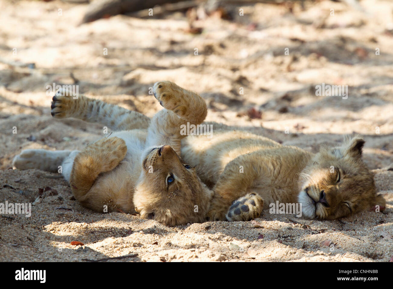 A playful lion cub lying next to another cub sleeping Stock Photo