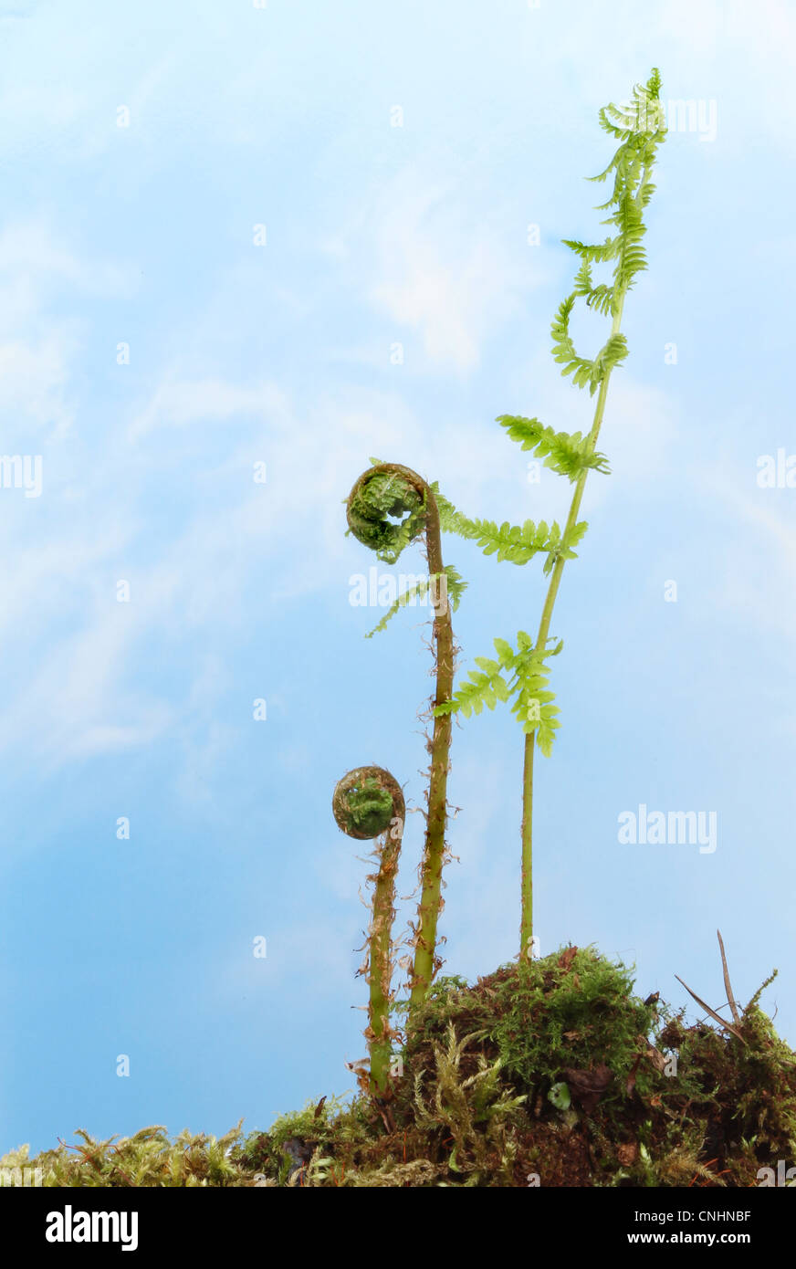 Fresh young fern fronds growing from moss covered soil against blue sky with soft clouds Stock Photo