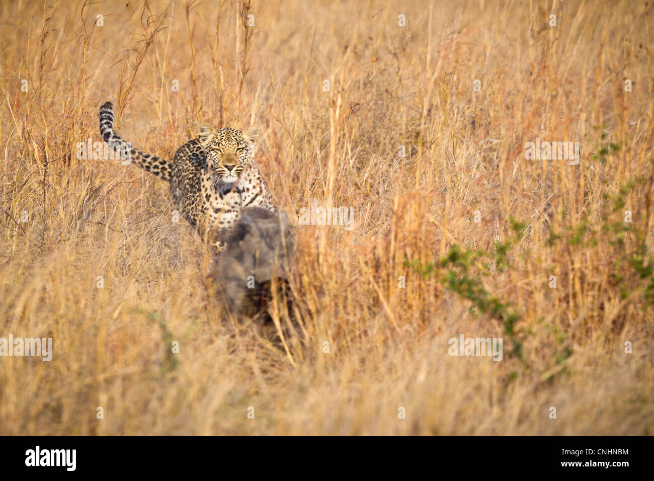 A leopard chasing a warthog through tall grass Stock Photo