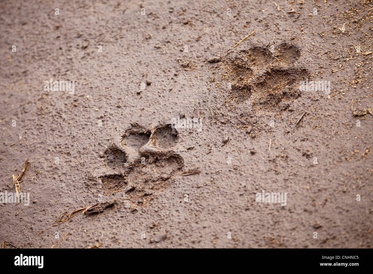 Mud-Brick With a Dog's Paw Print from Ur (Illustration) - World History  Encyclopedia