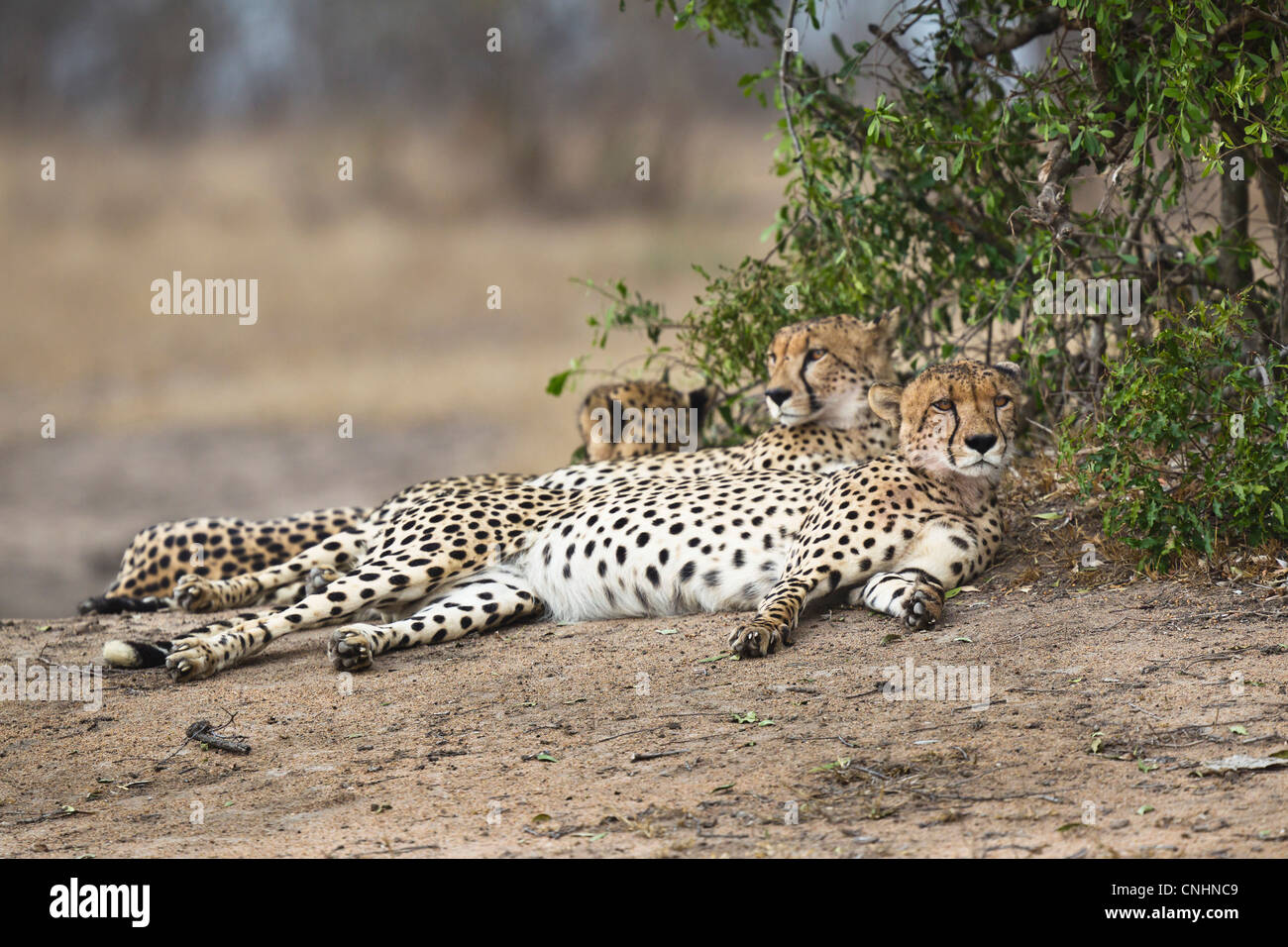 Three cheetahs lying side by side Stock Photo