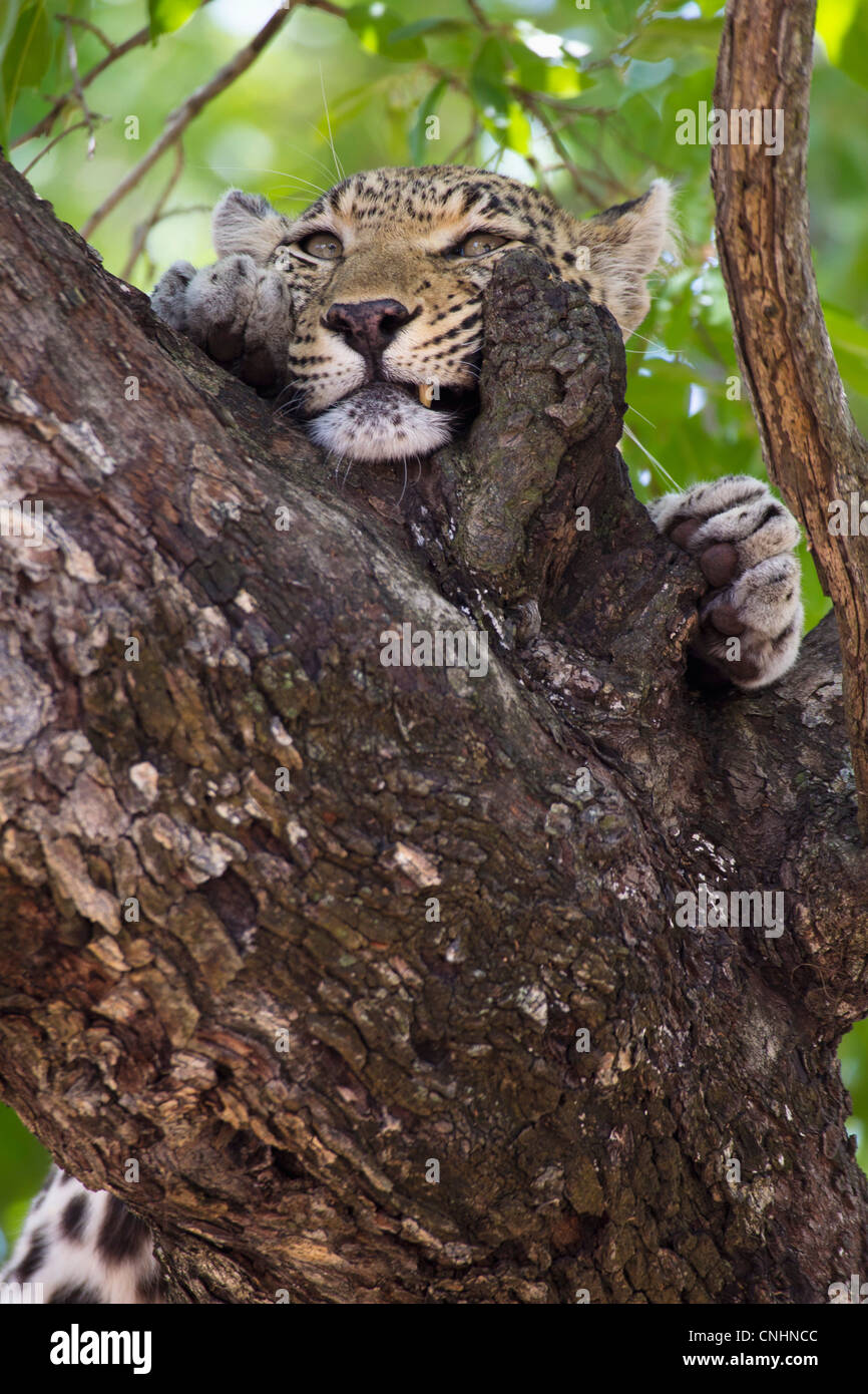 A leopard rubbing its face against tree bark Stock Photo