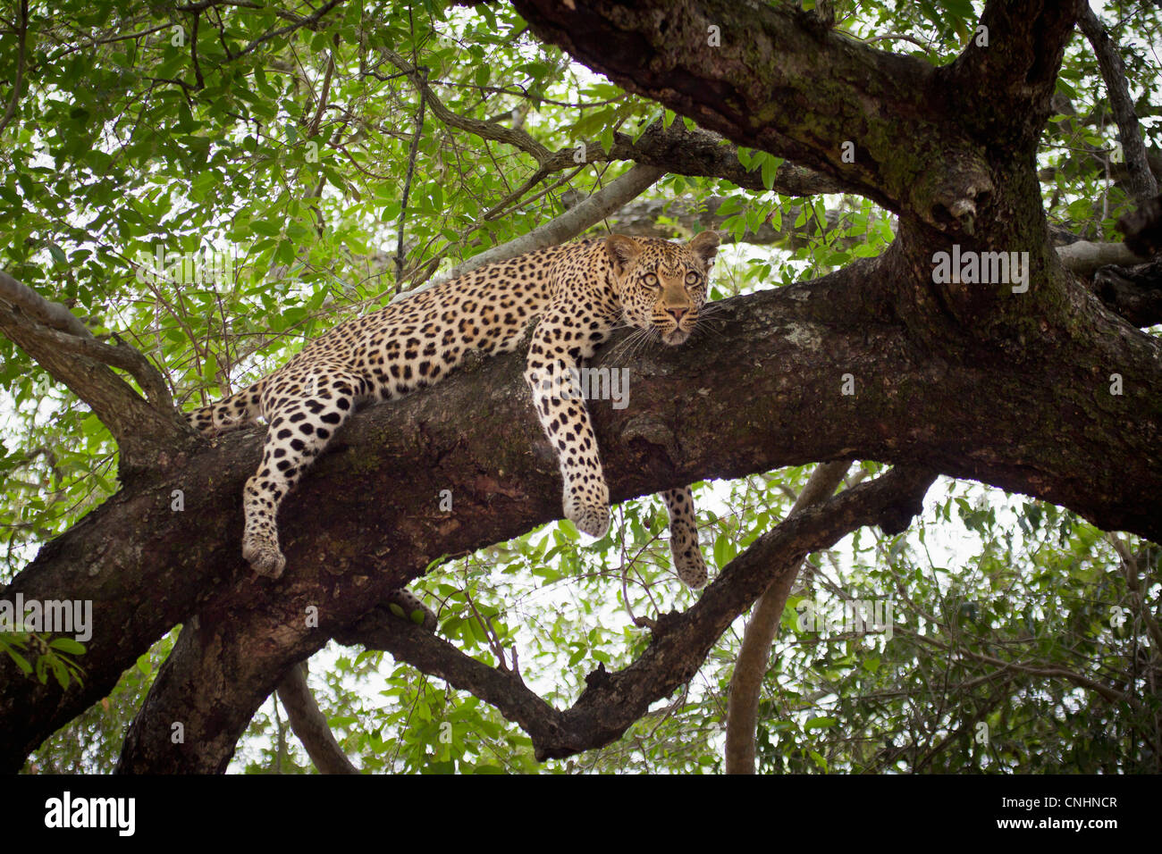 A leopard lying on a tree branch, looking away Stock Photo - Alamy