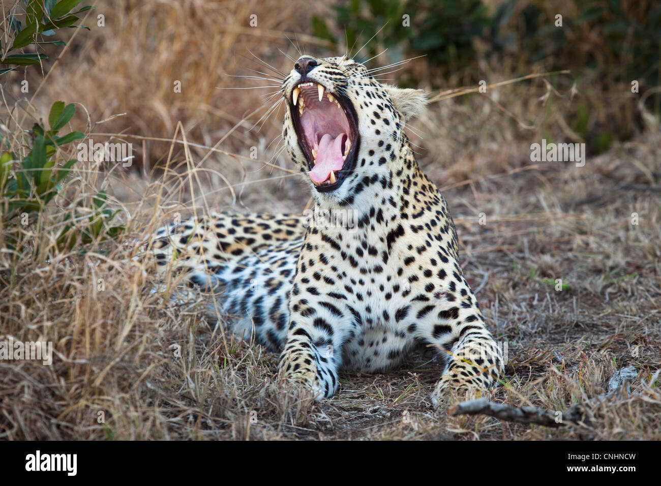 A female leopard yawning Stock Photo