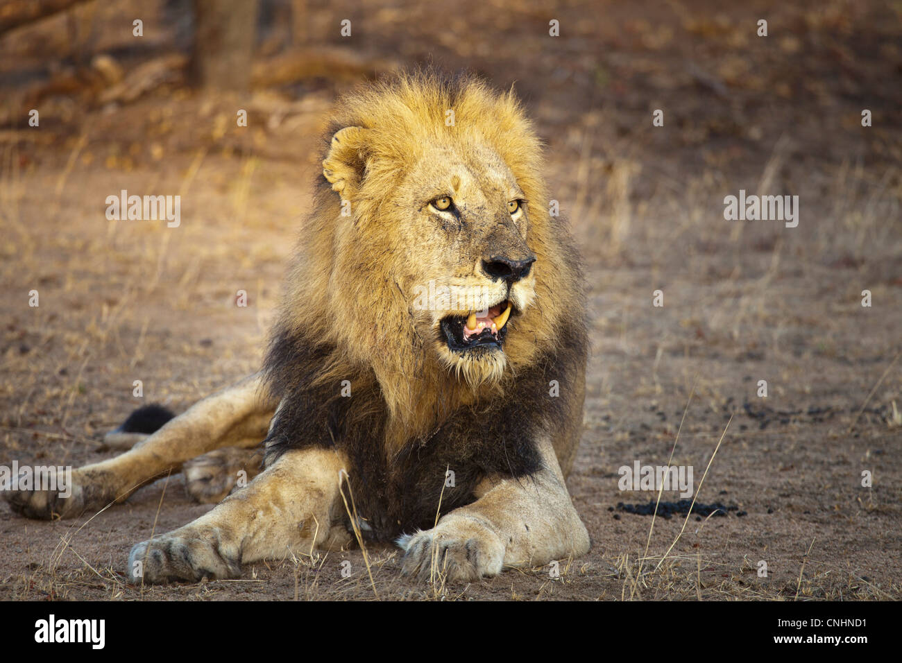 A male lion lying down, sunlight shining on face Stock Photo