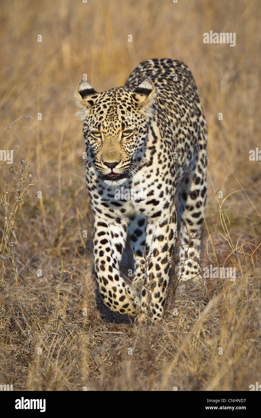 A leopard walking through grass Stock Photo