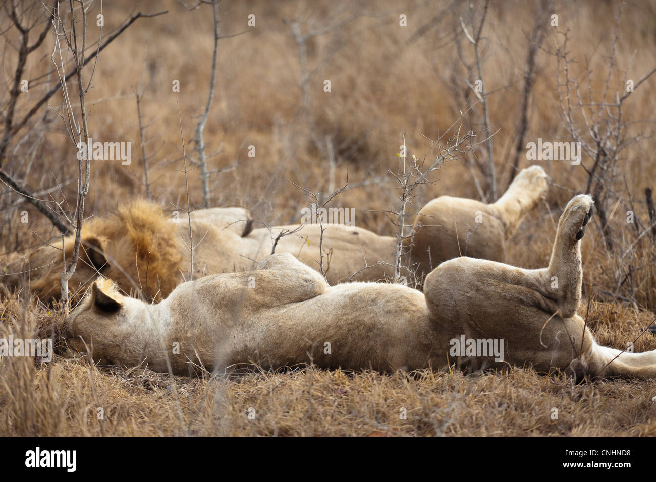 A male and female lion lying side by side Stock Photo