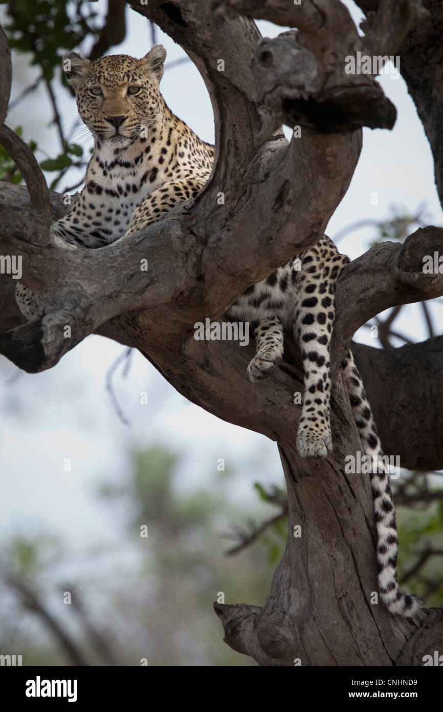 A leopard lying in the branches of a bare tree Stock Photo - Alamy