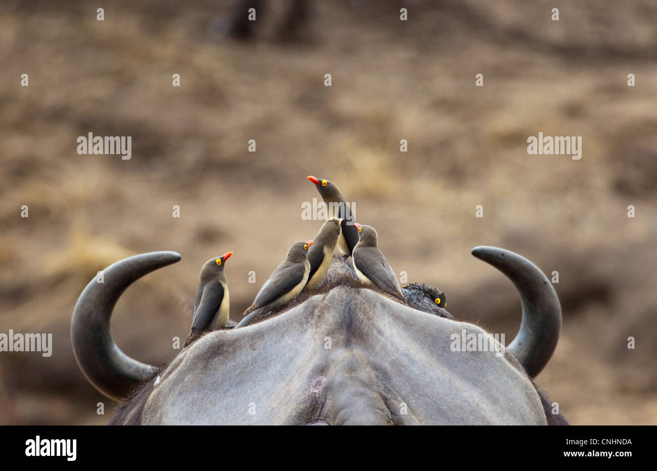 Five Yellow-billed Oxpeckers perching on head of Cape Buffalo Stock Photo