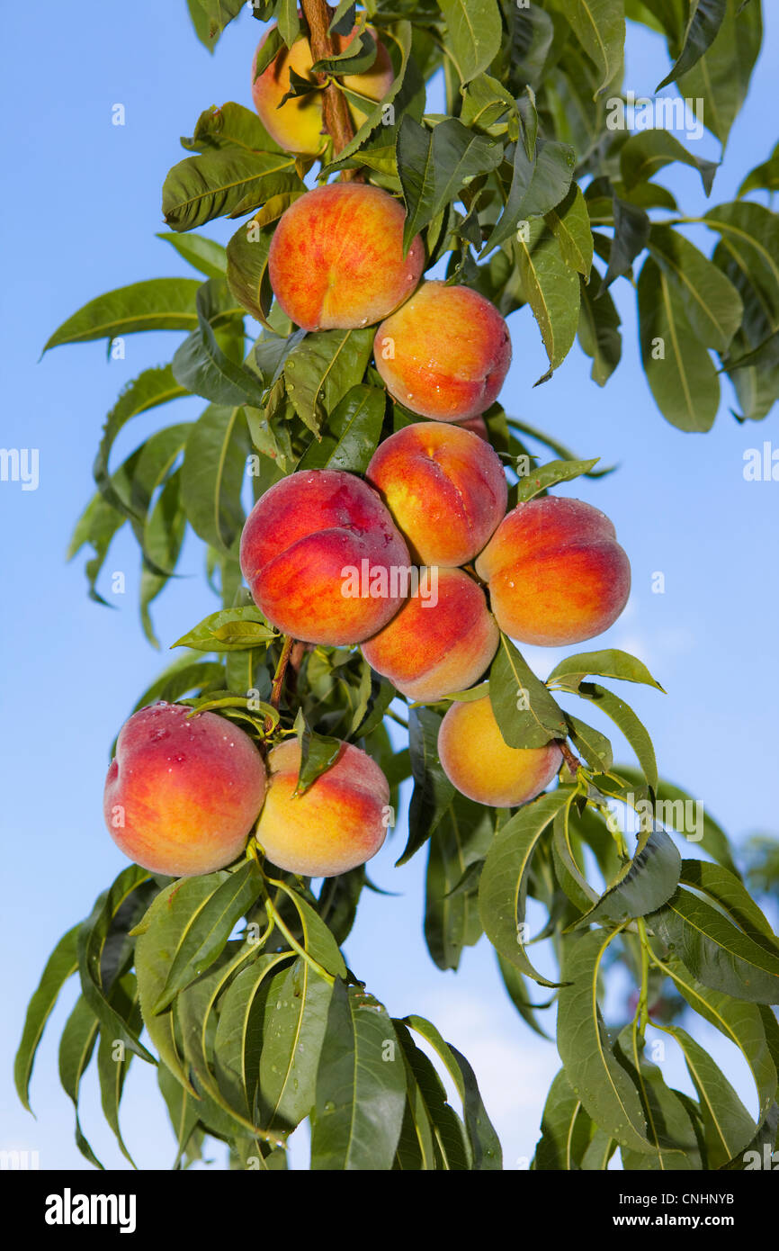 Peaches growing on a tree Stock Photo