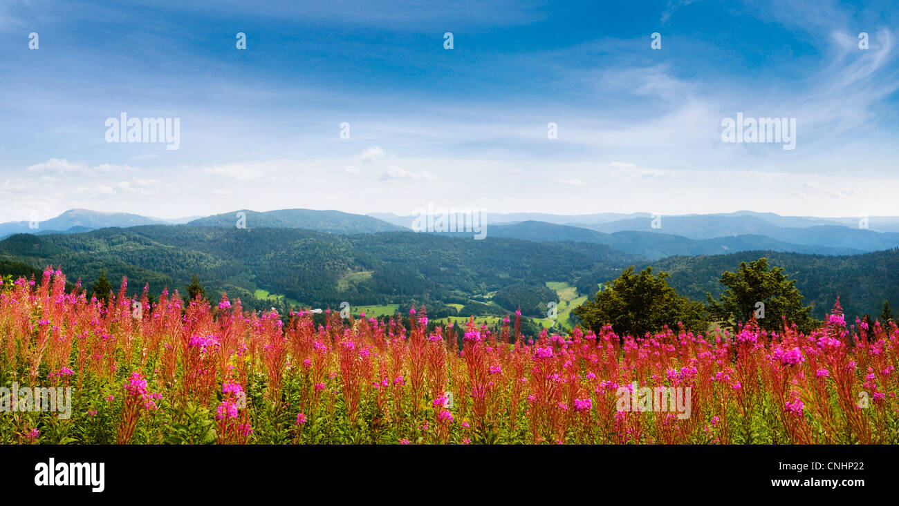 Forest with wildflowers hi-res stock photography and images - Alamy