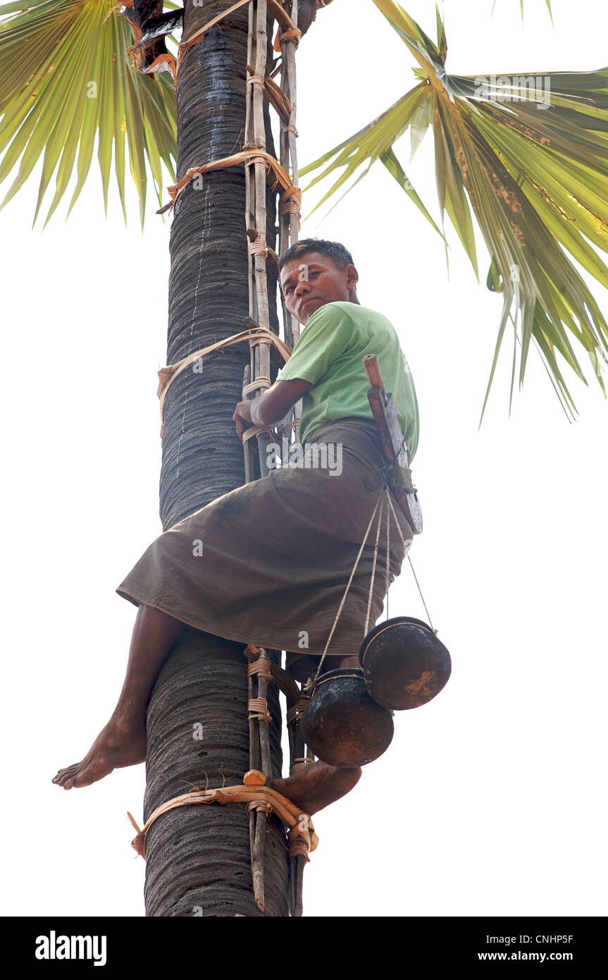Burmese man climbing palm tree en route to Mount Popa from Pagan. Burma. Myanmar Stock Photo Alamy