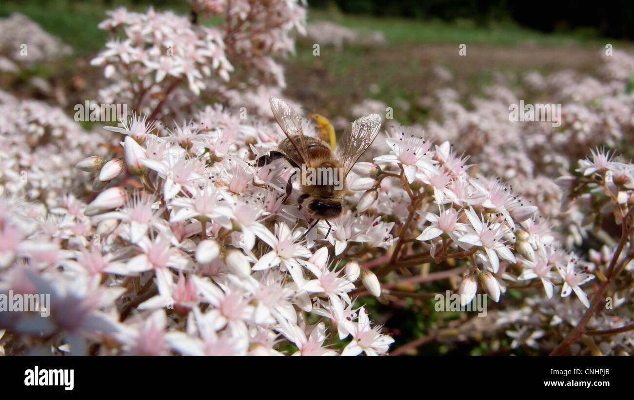 Bee on apple blossom tree Stock Photo