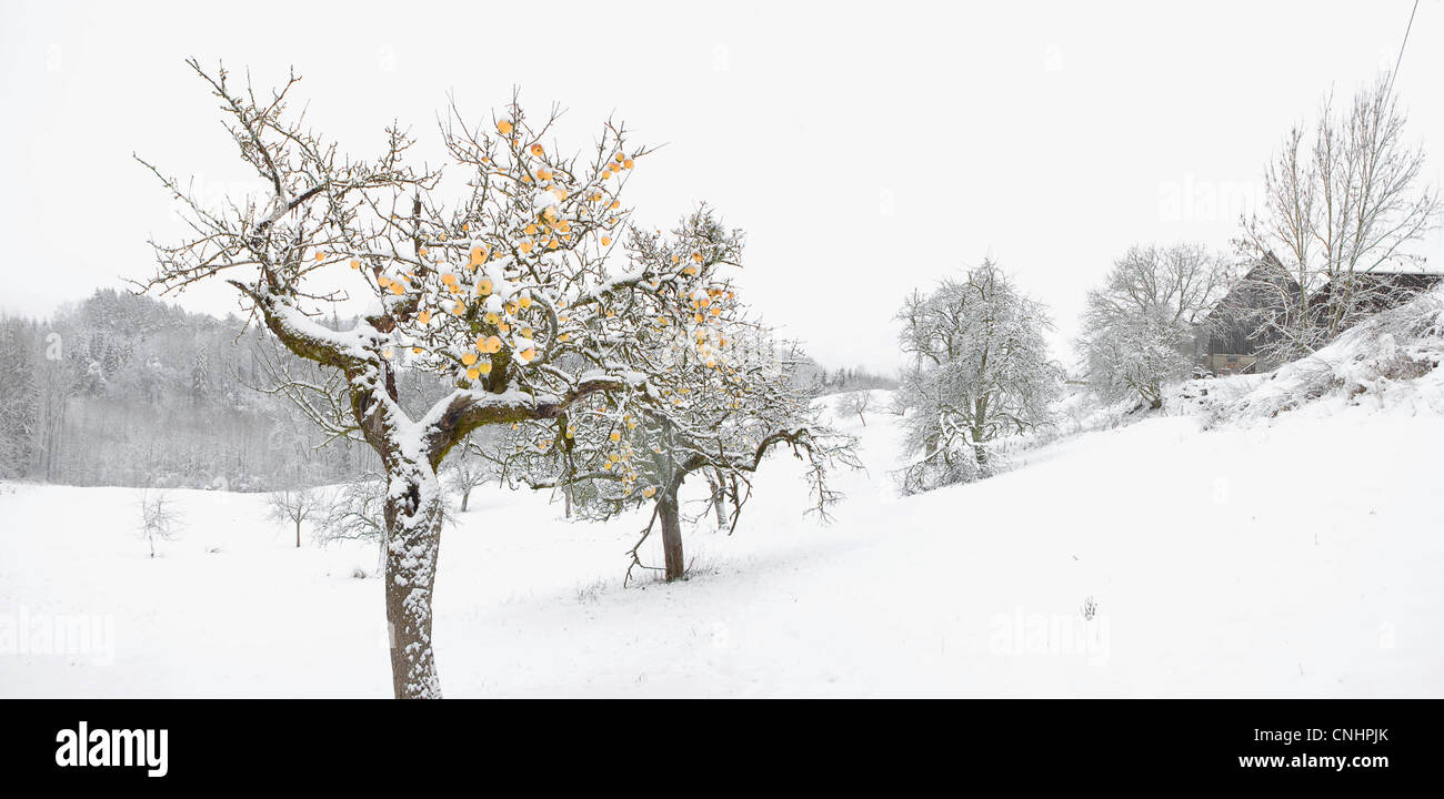 Winter apple trees on snowy landscape Stock Photo