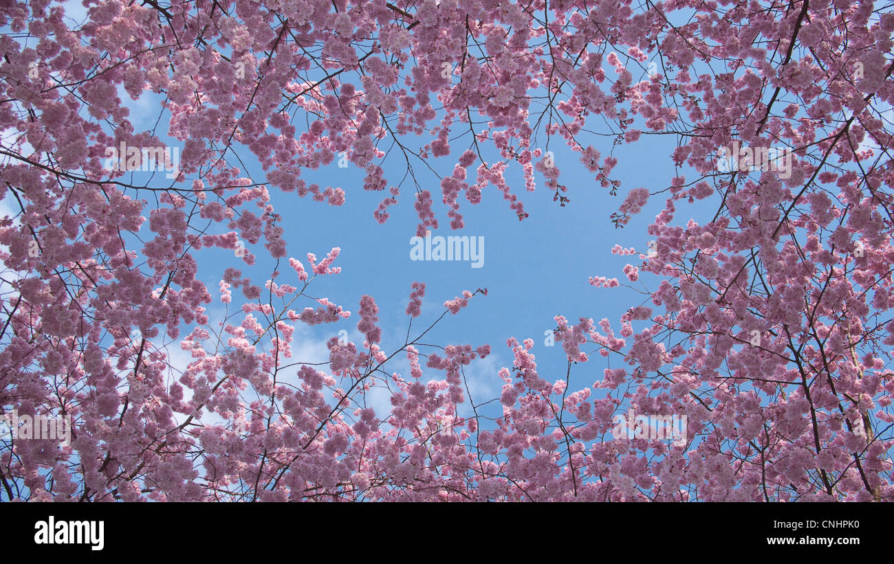 Cherry blossoms against blue sky Stock Photo - Alamy