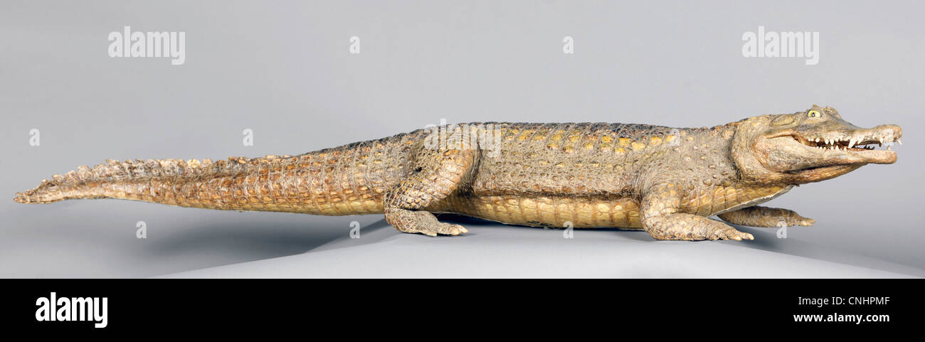 A stuffed alligator hi-res stock photography and images - Alamy