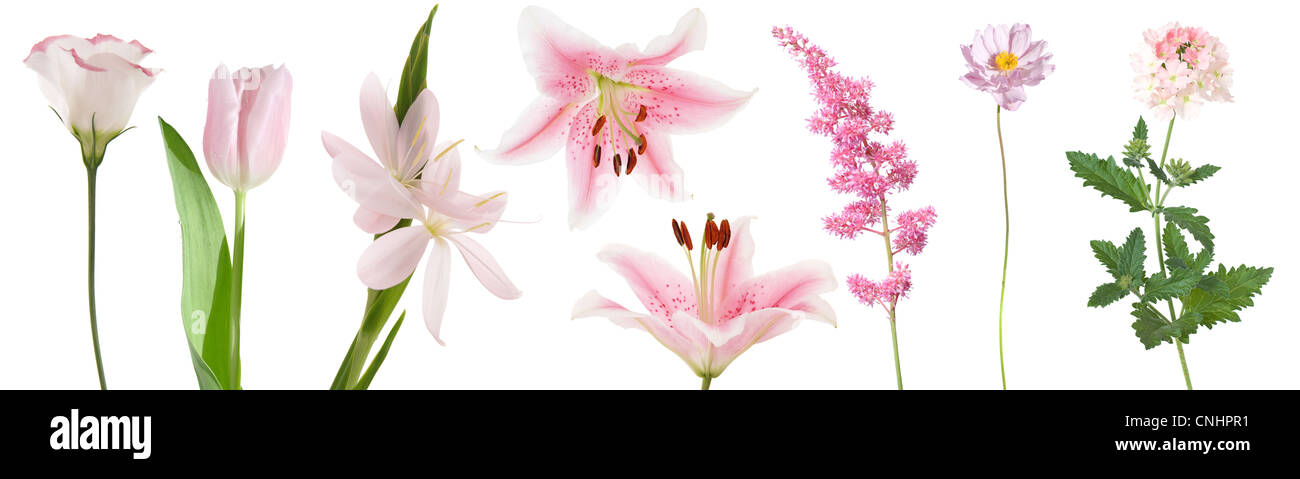 collection of pink flowers isolated on white background Stock Photo