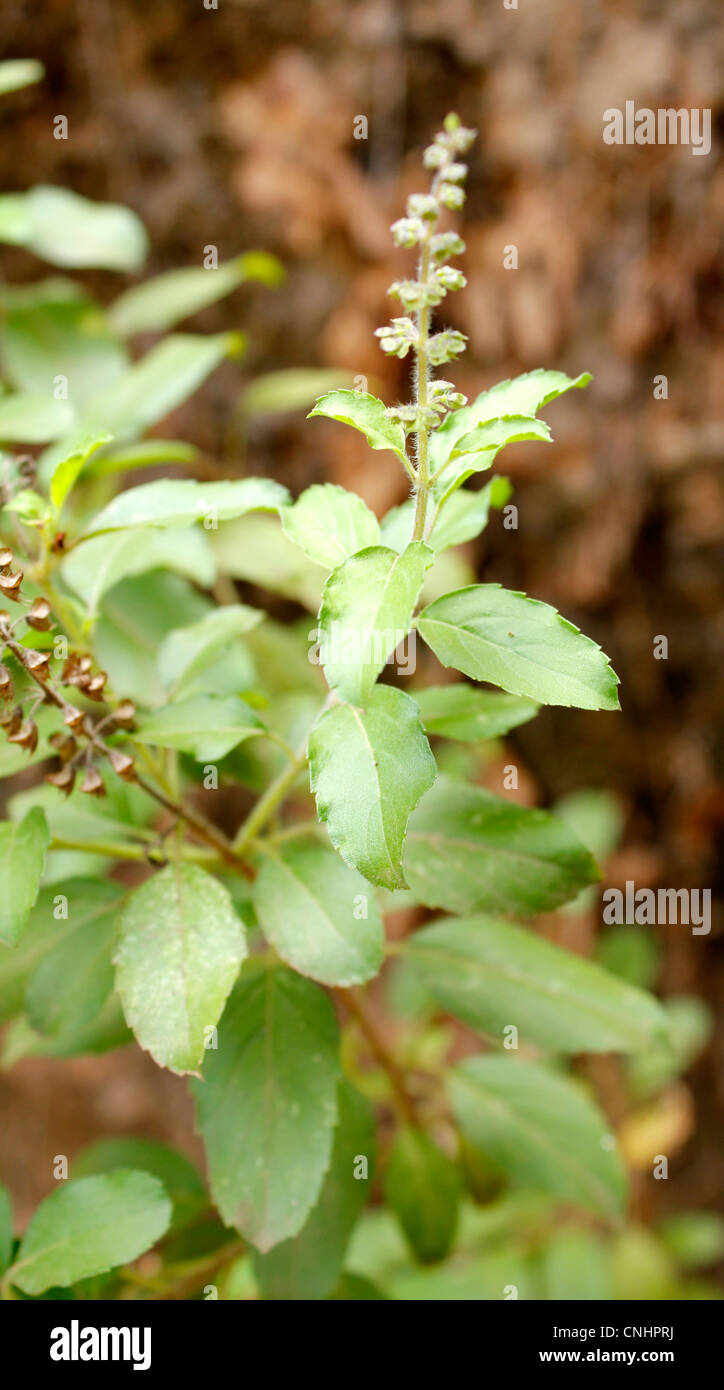 The Tulsi plant Stock Photo