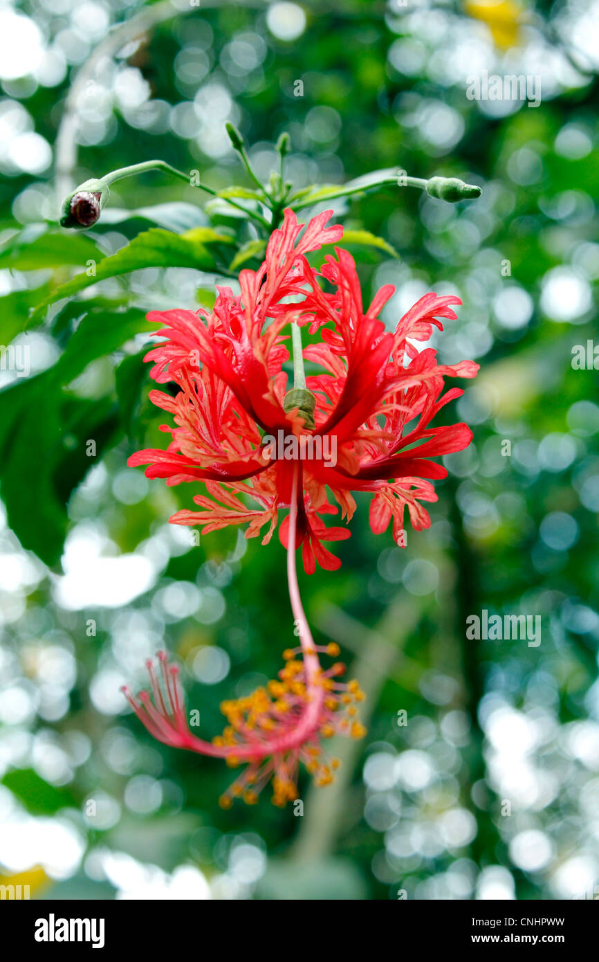HIbiscus flower with pollen Stock Photo Alamy