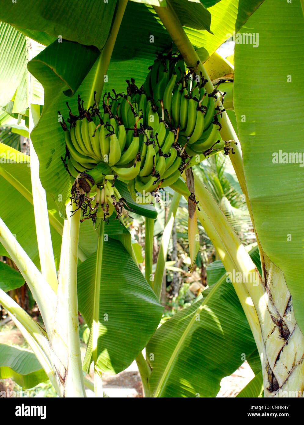 A banana tree bearign banana fruit Stock Photo