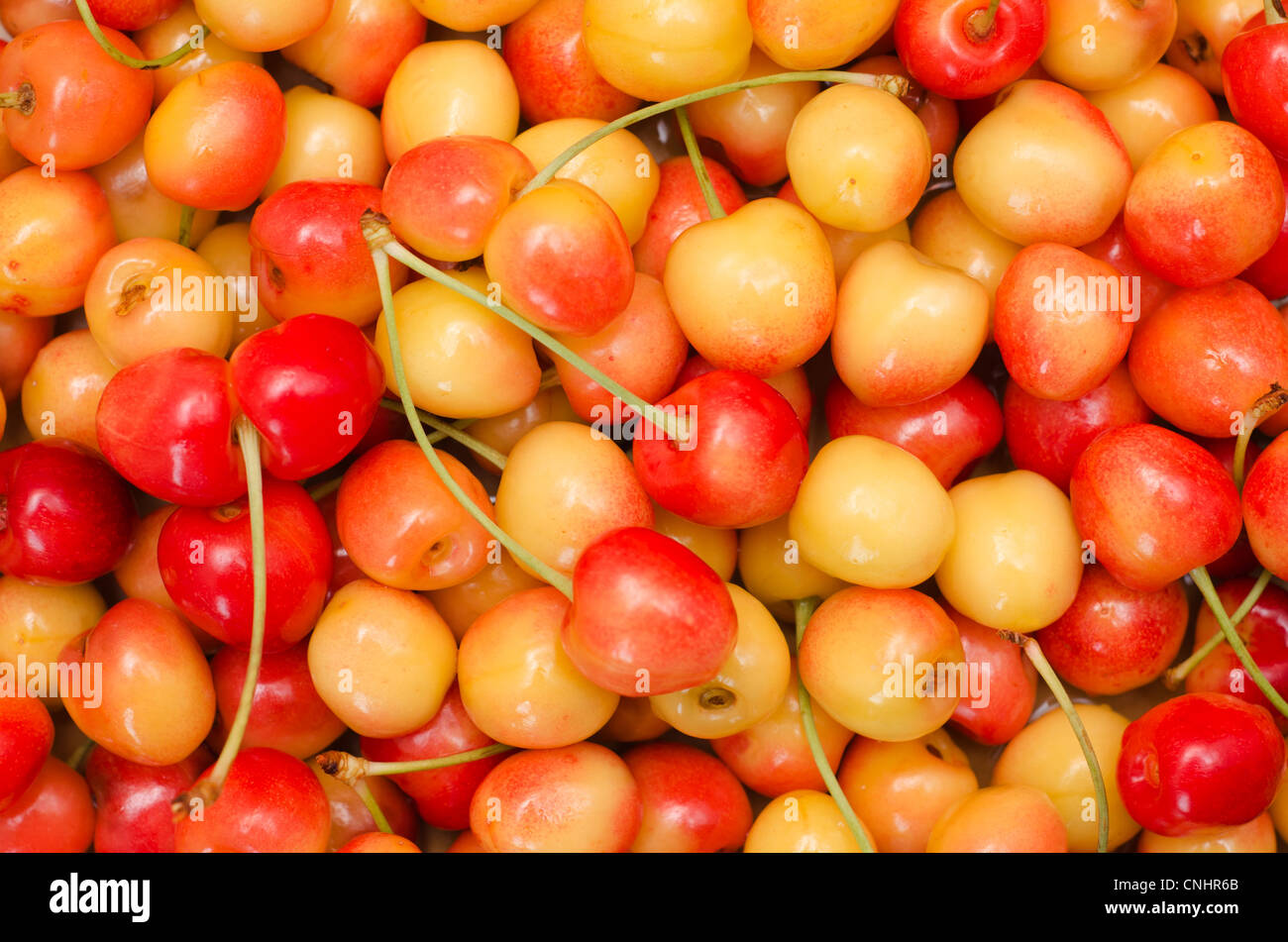 red and yellow cherry as background Stock Photo - Alamy